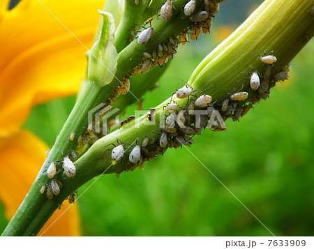 アブラムシ 7633909