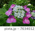 あじさい 7634012