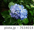 紫陽花 7634014