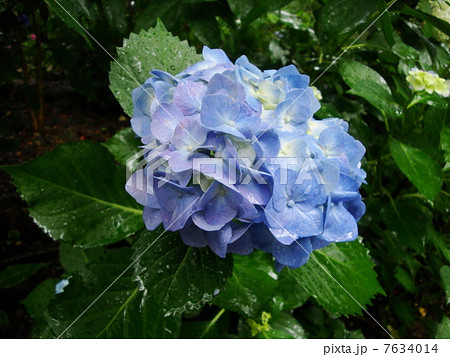 紫陽花 7634014