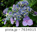 紫陽花 7634015