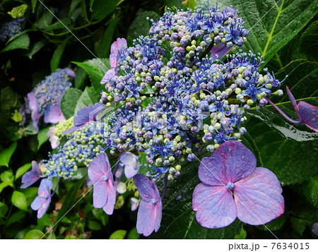 紫陽花 紫陽花 7634015