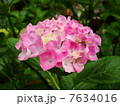 紫陽花 7634016