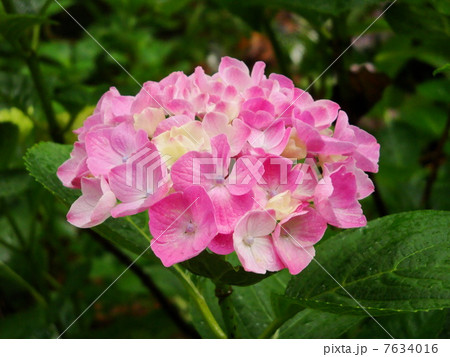 紫陽花 紫陽花 7634016