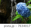 紫陽花 7634017