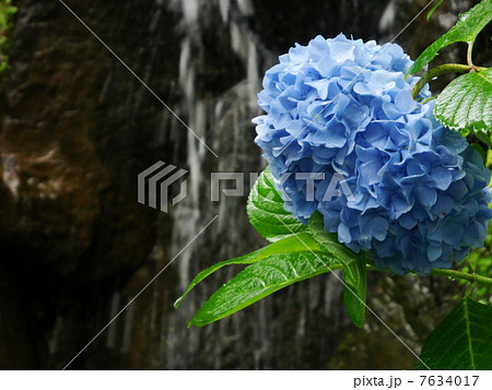 紫陽花 紫陽花 7634017