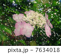 紫陽花 7634018