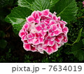 紫陽花 7634019