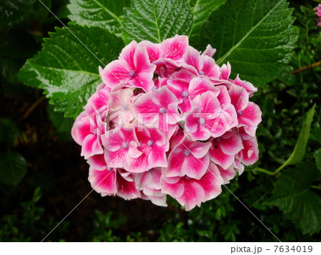 紫陽花 紫陽花 7634019