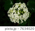 紫陽花 7634020