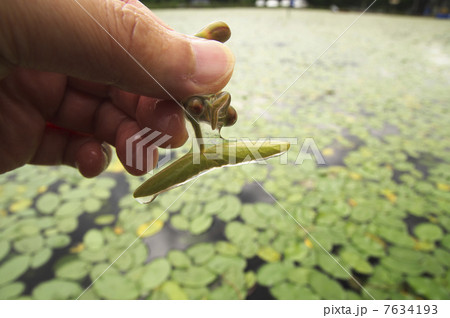 透き通ったジュンサイ 透き通ったジュンサイ 7634193