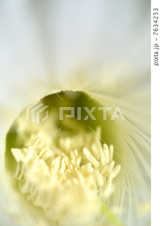 サボテンの花 サボテンの花 7634253