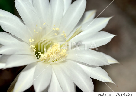 サボテンの花 サボテンの花 7634255