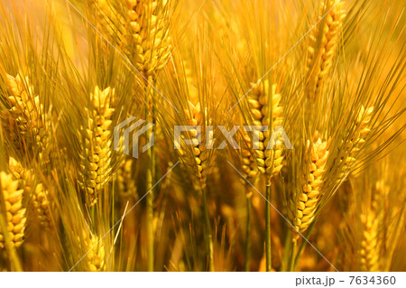 小麦02 小麦02 7634360