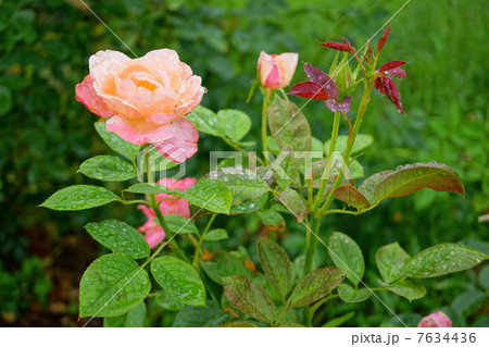 雨に濡れた薔薇 7634436