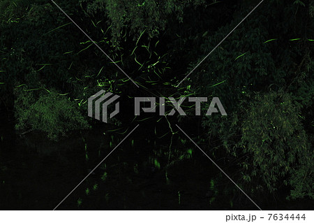 蛍の乱舞 7634444
