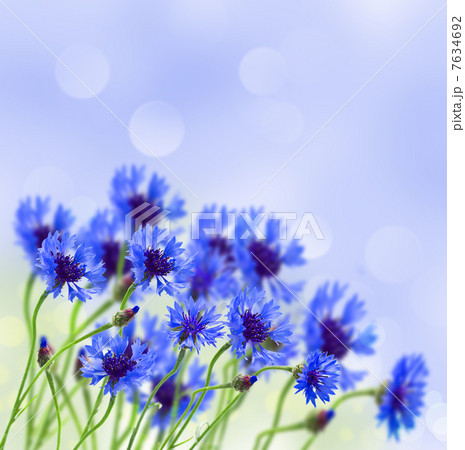 blue corn flower in field 7634692