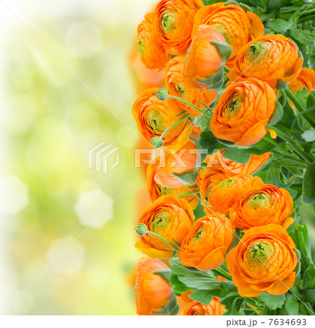 orange ranunculus flowers 7634693