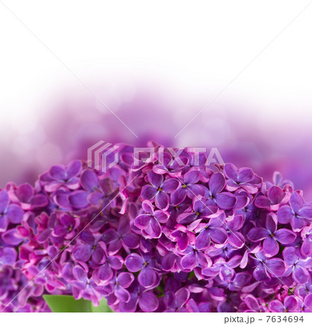 Bush with lilac flowers close up Bush with lilac flowers close up 7634694