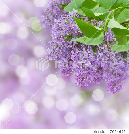 Lilac flowers tree 7634695