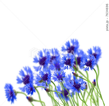 growing blue corn flower 7634696