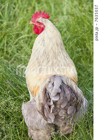 Rooster with red crown Rooster with red crown 7635037