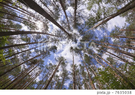 Wide angle view of pine forest Wide angle view of pine forest 7635038