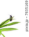 クロオオアリの女王と植物 7635169