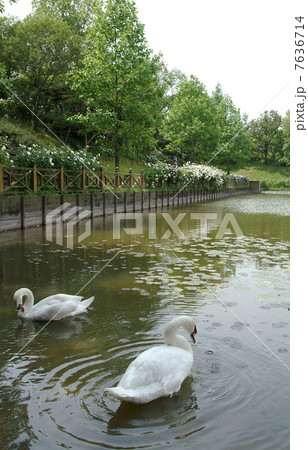 イングリッシュガーデン　ガーデン　バラ　花壇　庭　オブジェ　英国式庭園　白鳥　グリーン 7636714