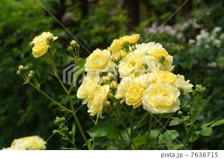 イングリッシュガーデン　ガーデン　バラ　花壇　庭　オブジェ　英国式庭園　黄色 7636715