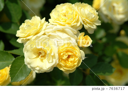 イングリッシュガーデン　ガーデン　バラ　花壇　庭　オブジェ　英国式庭園　黄色 7636717