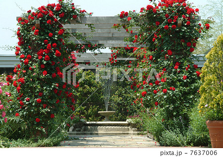 イングリッシュガーデン ガーデン バラ 花壇 庭 英国式庭園 噴水 レッド オブジェ ベンチの写真素材