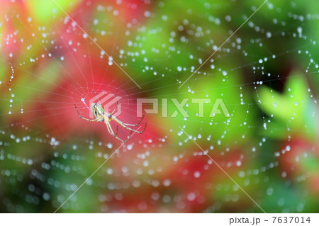 コシロカネグモ 7637014