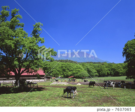 小岩井農場 7637065