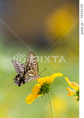 アゲハチョウとヒマワリの花 昆虫の写真素材 アゲハチョウとヒマワリの花 昆虫の写真素材 7639139