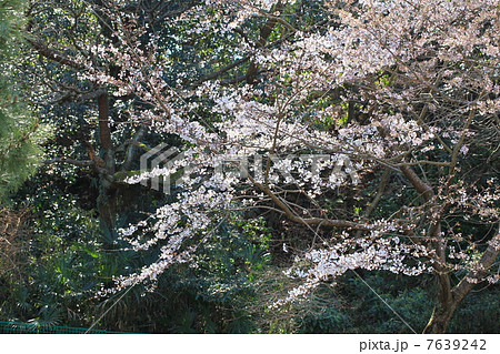 山桜 山桜 7639242