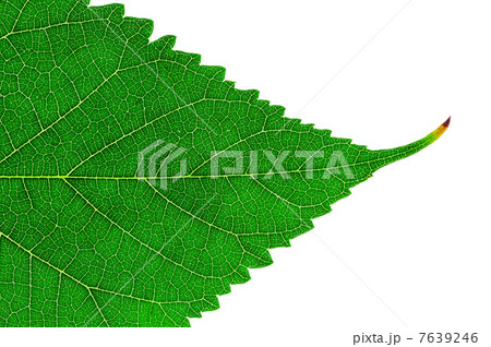 Leaf of a plant 7639246