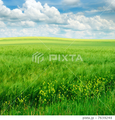 field and sky field and sky 7639248
