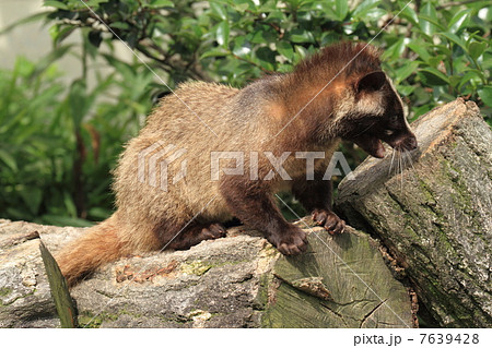 ハクビシン 7639428