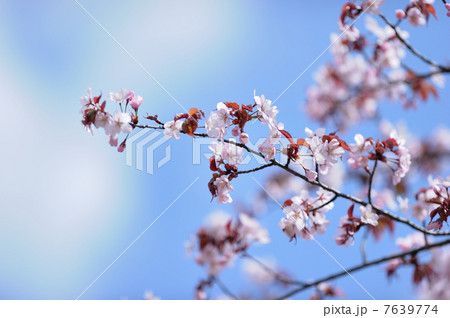 桜の花 7639774