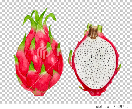 ドラゴンフルーツ 7639792