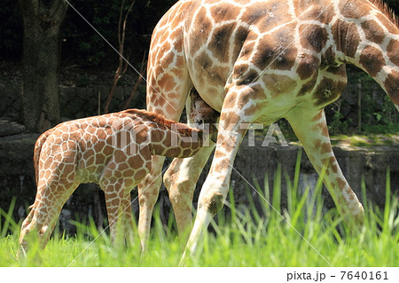 キリンの赤ちゃんの貴重な授乳シーン 7640161