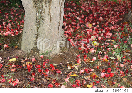 アメリカデイゴの落花 7640191
