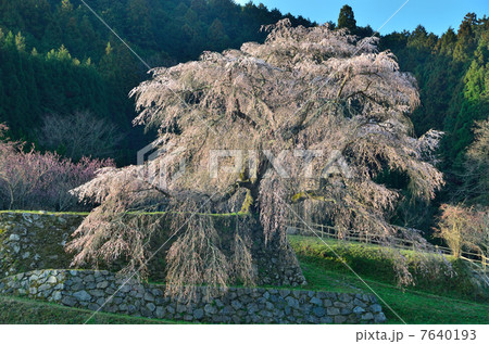又兵衛桜１ 7640193