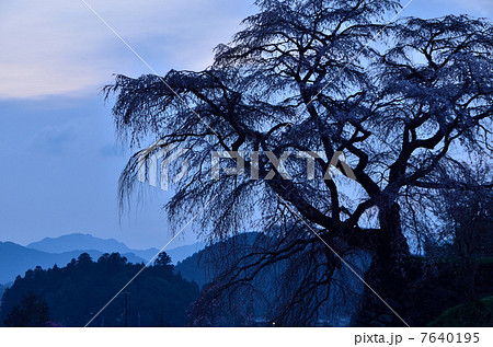 又兵衛桜3 又兵衛桜3 7640195