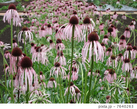 エキナセア 7640263