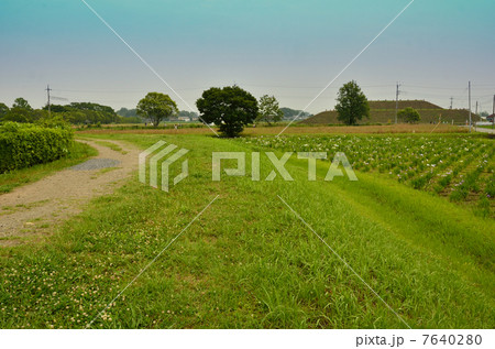 さきたま散歩・さきたま古墳公園 7640280