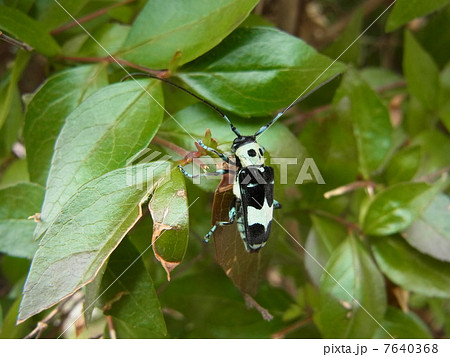 ラミーカミキリ 7640368