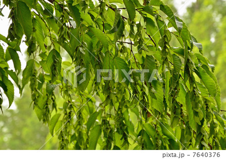 樹木・イヌシデ　カバノキ科 7640376