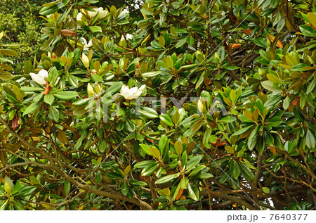 樹木・タイサンボク　モクレン科 7640377